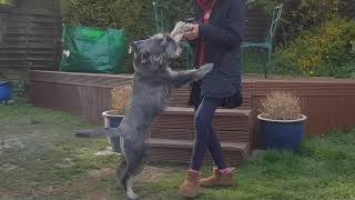 Standard Schnauzer at play [upl. by Kleeman780]