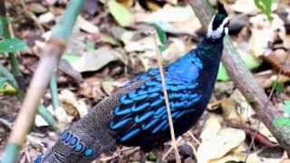 Wild Palawan Peacock Pheasant  Palawan Philippines [upl. by Idur]