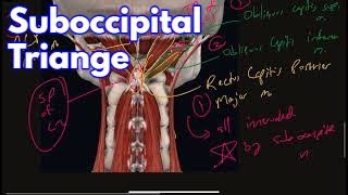 Suboccipital Triangle Muscles Nerves and Bony Landmarks [upl. by Cynthea]