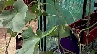 Cantaloupe harvest in a 5 gallon container [upl. by Ennaid]