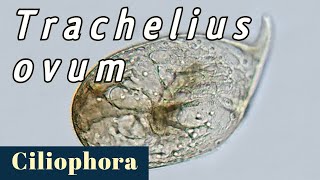 Trachelius ovum Ciliophora or Ciliate [upl. by Rattray]