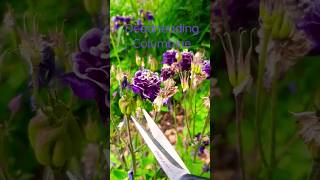 Deadheading Columbine aquilegia [upl. by Solita828]