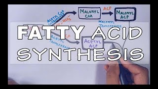 Fatty Acid Biosynthesis  Part II [upl. by Sig]