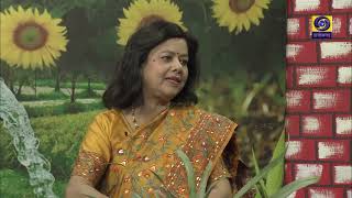 BHUINYA KE GOTH  ANNANAS amp BLUEBERRY KI VYAVSAYIK KHETI DTELECAST  26112024 [upl. by Aserej481]