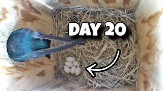 Day 20 Birdhouse Nest Box Live Camera Highlights [upl. by Treb]