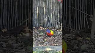 Lorikeet walking very slow very cute [upl. by Nahtanohj459]