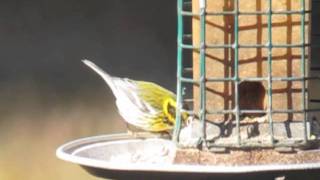 The 4th documented record of Townsends Warbler in Pennsylvania [upl. by Joete]