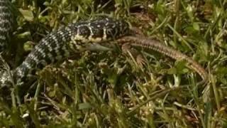 Il Biacco cattura e mangia la sua preda  Western Whip snake captures and eats its prey [upl. by Gill949]