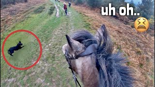 chased by a puppy😭  GO PRO  equinemollie [upl. by Cassie]