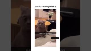 Cat was very surprised 😂 cats catshorts funnycats [upl. by Irbmac221]