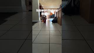 The cutest little NBA star halloween music october happyhalloween puppy basketball [upl. by Sonitnatsnok]