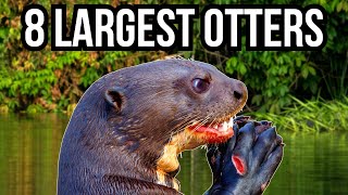 8 Of The Largest Otters In The World [upl. by Muhcon64]