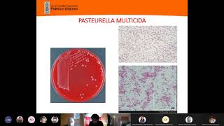 6 Pasteurella  Haemophilus 2° EXAMEN [upl. by Ellerrehs]