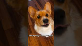 No diabeto roll back to kitchen corgi corgilife corgipuppy funnydogs [upl. by Aremihc872]