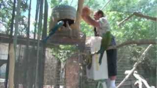 Dont get BittenGet bedding in Macaw nest box p2 [upl. by Marchelle]