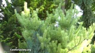 Japanese Red Pine  Pinus densiflora  Burkes Red Variegated American Conifer Society [upl. by Alikat]