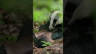 Unbelievable Honey Badger Facts The Worlds Most Fearless Animal Revealed [upl. by Haonam]