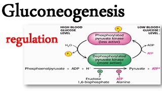 Gluconeogenesis regulation [upl. by Milman576]