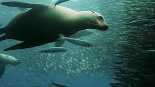 Sardine Feeding Frenzy with Sharks Penguins and More  The Hunt  BBC Earth [upl. by Namwob103]