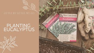 Growing Eucalyptus From Seed [upl. by Notak]