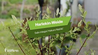 Harlekin Weide Tipps zur Pflanzung und Pflege [upl. by Eirolam]