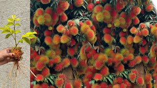 Best Technique…  How to grow Rambutan tree with Red onion amp Aloe Vera amp Mi ……… [upl. by James]