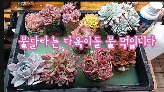 베란다 다육이 물달라고 쪼글쪼글  최대한 빨리 먹여주기 [upl. by Ylime]