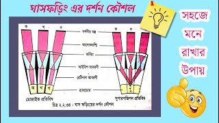 4Mechanism of vision of grasshopper ।Hsc zoology chapter 2 [upl. by Assirehs]