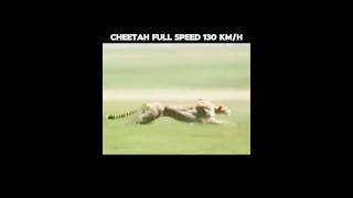 Cheetah fastest animal in the world 🔥💪 cheetah cheetahspeed fastestanimal [upl. by Tterab829]