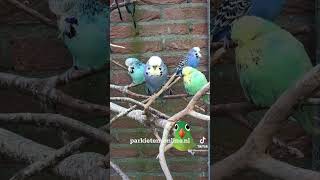 budgiegar parkieten parakeets budgieshorts budgies budgerigars grasparkieten lovebirds [upl. by Milas124]