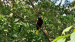 Montezuma Oropendola display and call [upl. by Cliff]