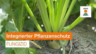 Fungizid  Integrierter Pflanzenschutz [upl. by Sil]