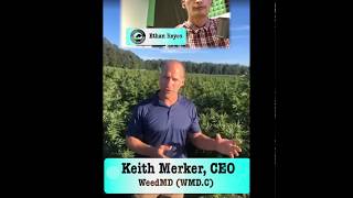 A Closer Look WeedMD WMDC and how cannabis empires arent built in a day [upl. by Arsi]