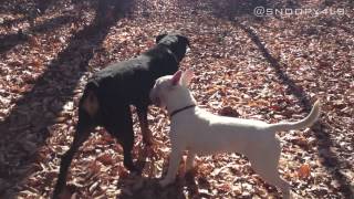 Rottweiler Vs Bull Terrier Part 2 [upl. by Nirik]