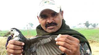 Slingshot Birds Hunting In Pakistan [upl. by Jameson]