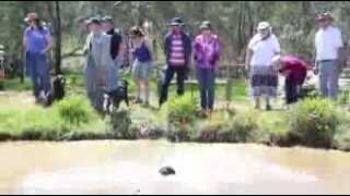 Murray River Curly Coated Retriever Association [upl. by Levitan911]