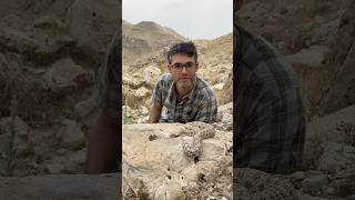 The Spidertailed horned viper from Iran a rare and unique snake species [upl. by Swithbert]