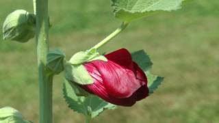 Rose trémière time lapse [upl. by Germano]