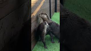 Otters are having the best time playing in the pool [upl. by Tallou443]