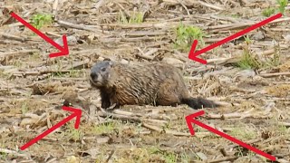 2024 PA Groundhog Hunting Compilation PART 1 [upl. by Marguerite185]