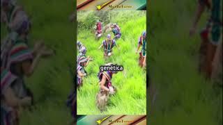 ¿Eran chatos los incas historia historias incas perú mitos [upl. by Hailahk]