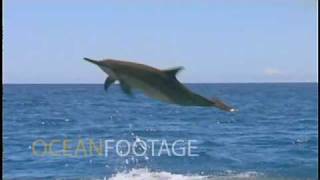 Spinner Dolphin jumping in slow motion [upl. by Elva]