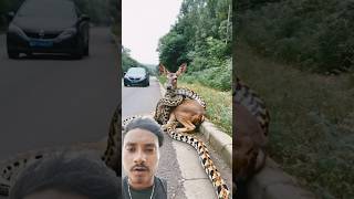 Hiran 🦌 ko ajgar 🐍 ne ja kar liya 😱🙏 trending animals snake reaction shorts short viralvideo [upl. by Joelly475]