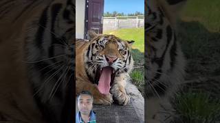 2 Year Old Beautiful Bengal Tiger  Nouman Hassan [upl. by Eidoc]