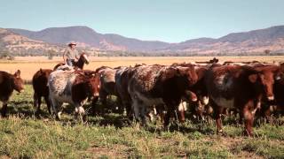 Shorthorn Beef  Andrew Campbell TVC [upl. by Marya822]