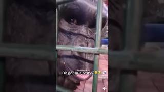 This gorilla zesty meme funny memes [upl. by Rochell]