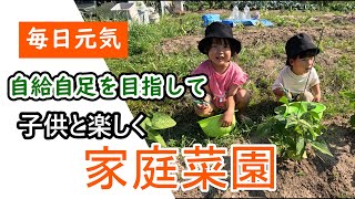 1 大切に育てたインゲンさん【子供達と生きる力を育もう！】【目指せ２００個収穫】【僕が子供達に教えたい事】【家族と自給自足】【僕の生きる道】 [upl. by Euqirdor]