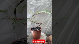 Prebonsai Calliandra [upl. by Giess]