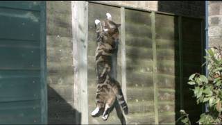 Gravity Defying Cat  The Slow Mo Guys [upl. by Haneehs]