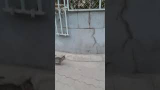 meow meow biralo eta tira aau meow cat cuteanimals goviral shorts Ali ali WangdenSherpa [upl. by Haelahk680]